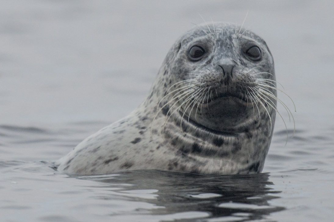 Jon McCormack_seal