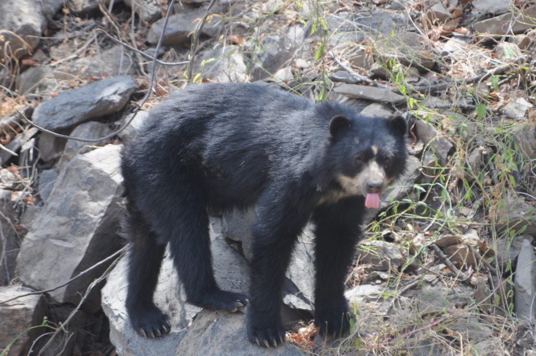 Spectacled bear_Justina SBC Credit