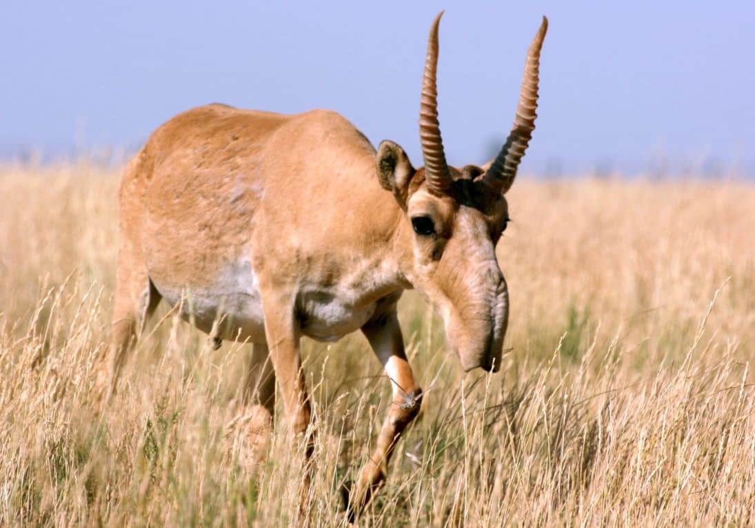 Male saiga-credit Navinder Singh