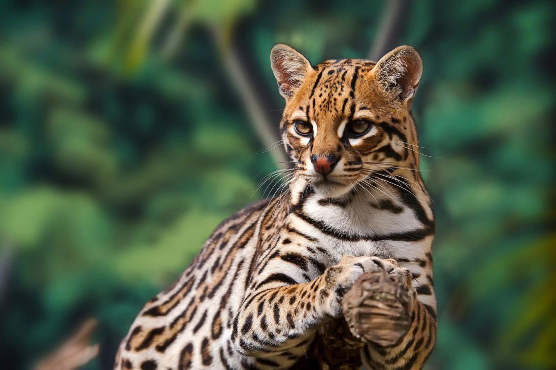 Ocelot rests on a tree.