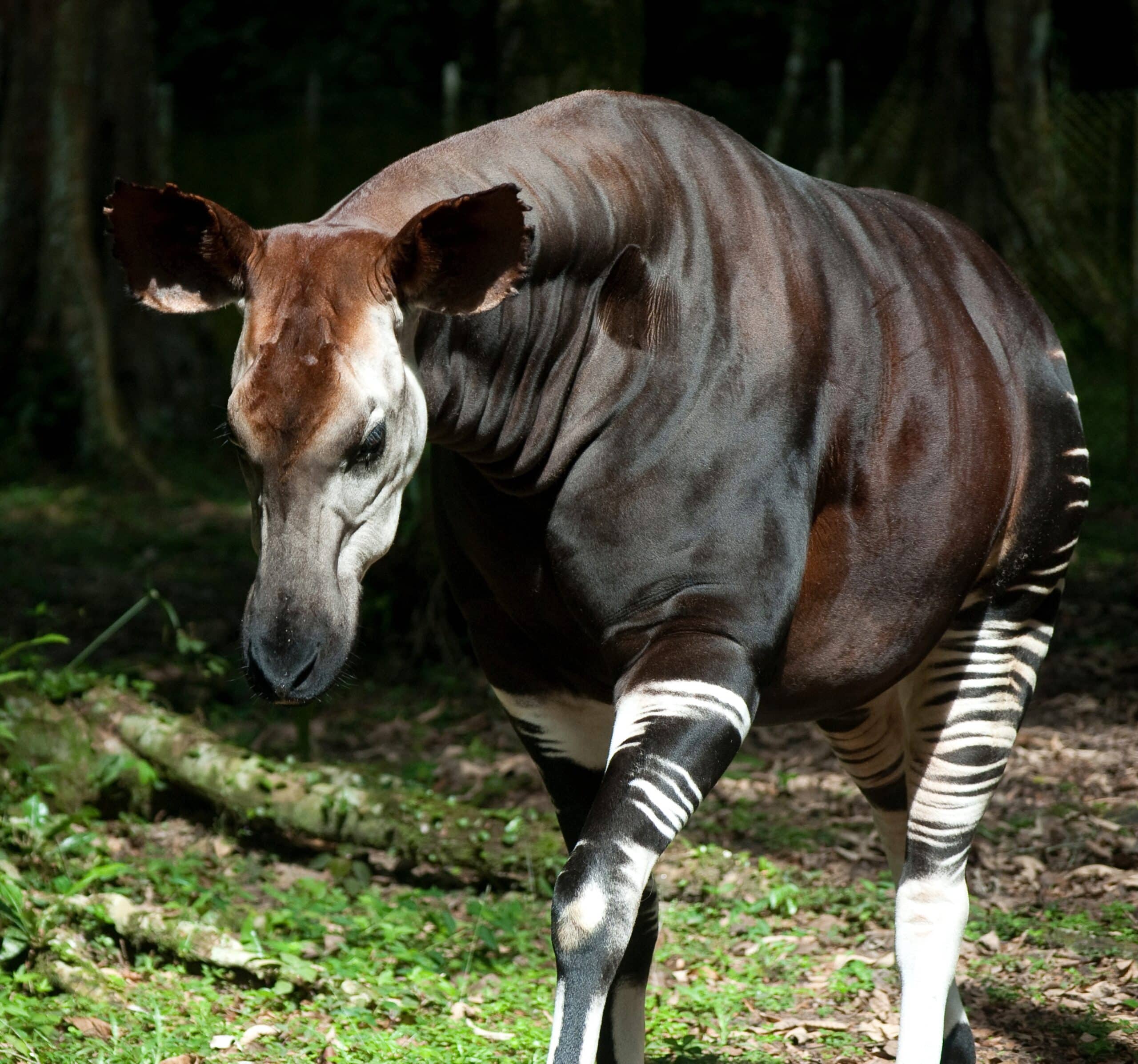 okapi-learn-more-at-wildlife-conservation-network