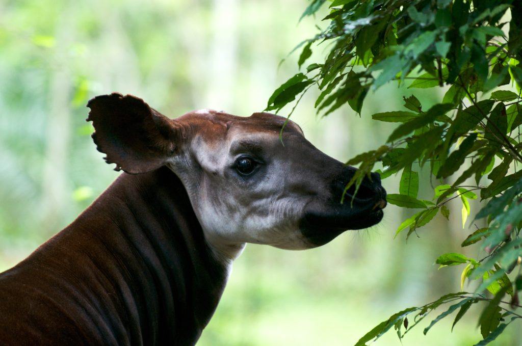 The Okapi Conservation Project plays a critical role in protecting the Okapi Wildlife Reserve.