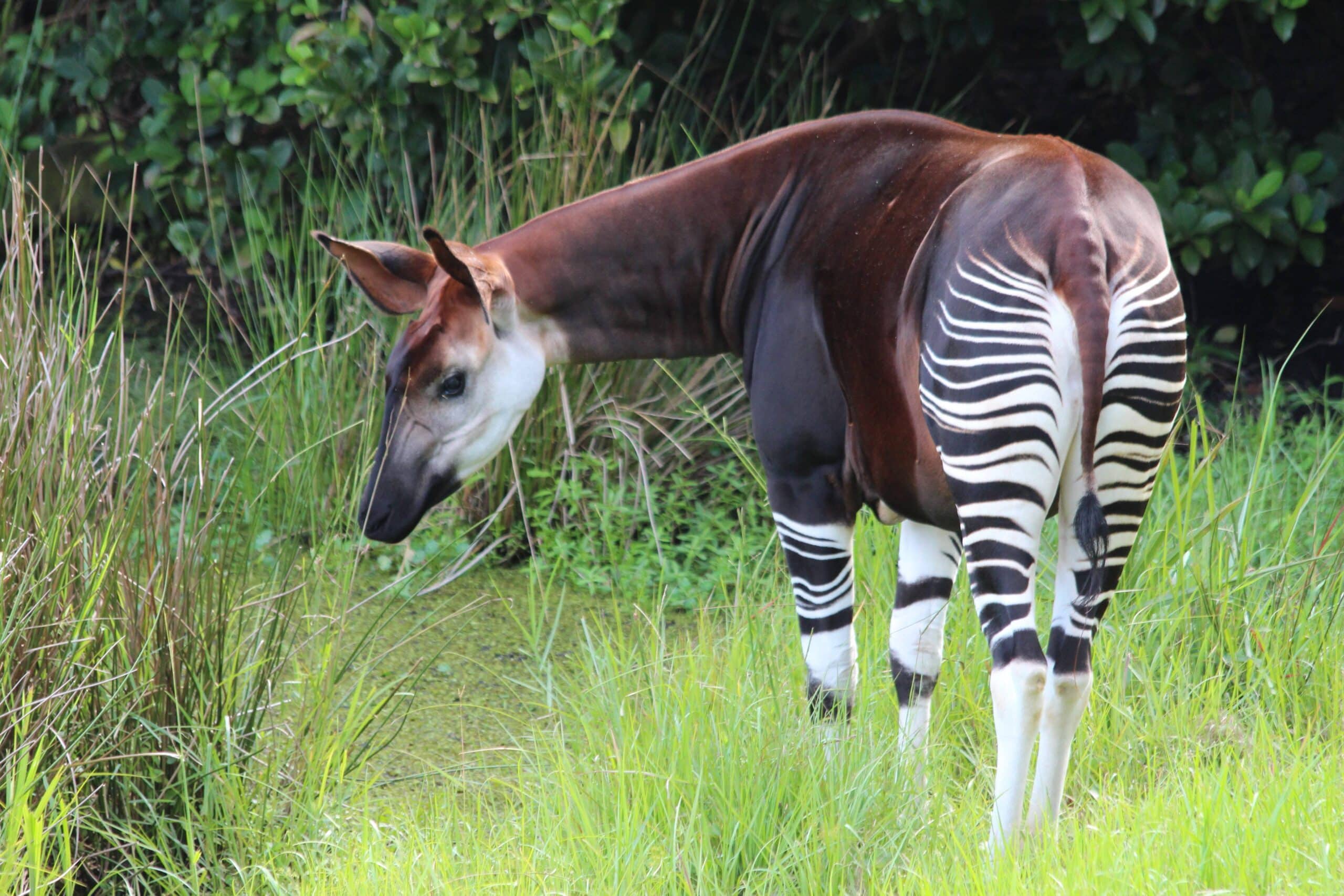 thirty-years-of-okapi-conservation-wildlife-conservation-network