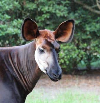 Okapi and Forest Elephants are Sharing the Fight Against Poachers