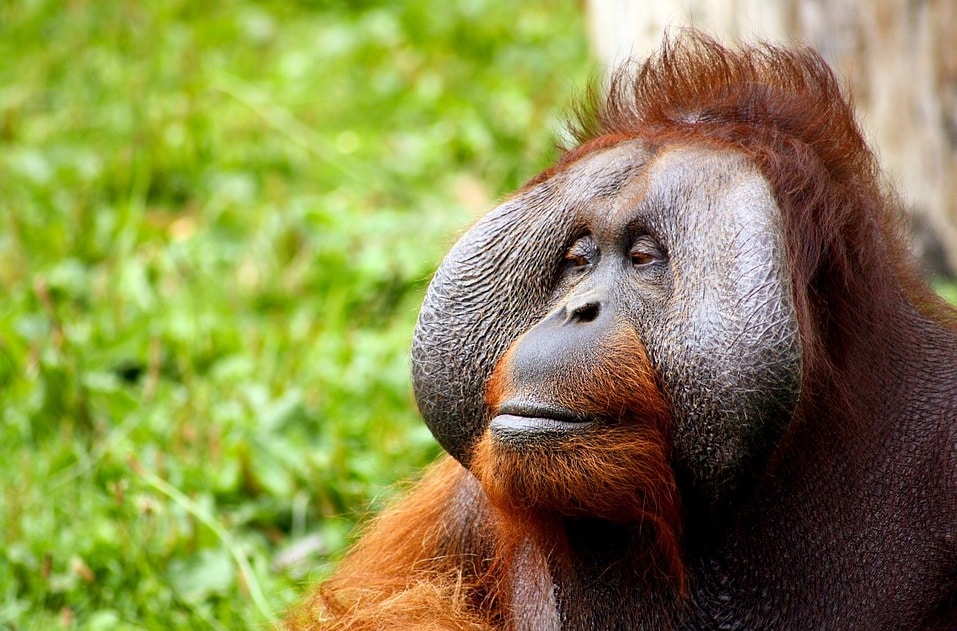 Orangutan_no credit needed