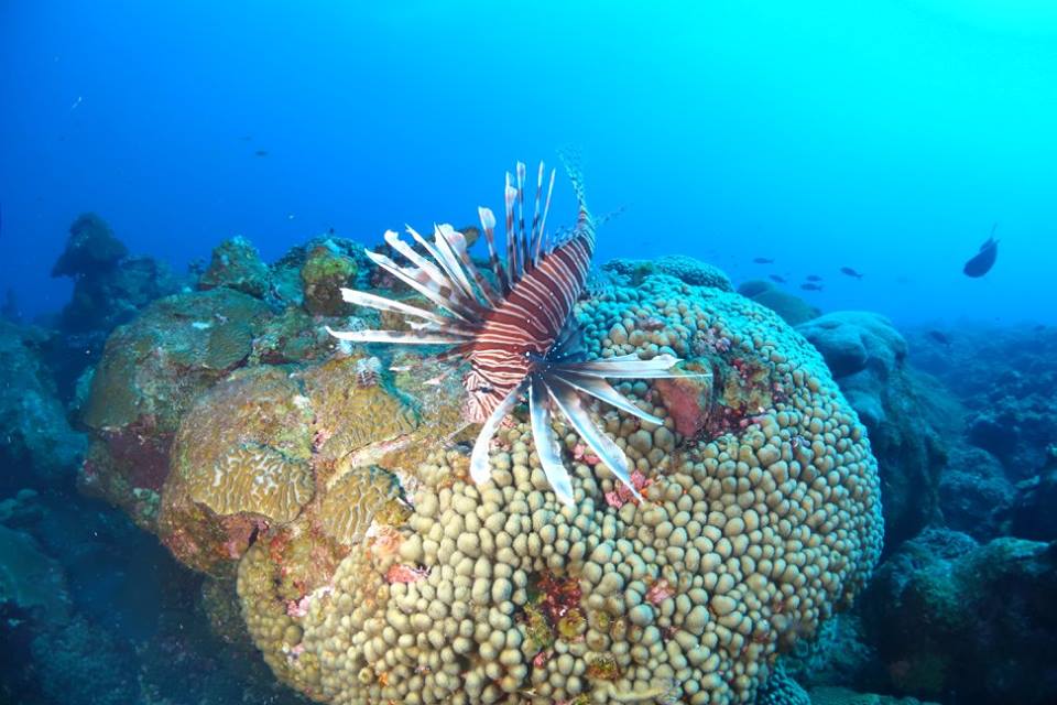 Rachel Graham_marine life_lionfish