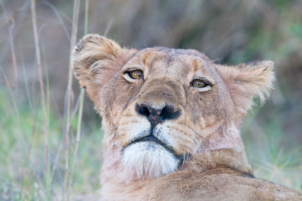 Steve Mandel lioness looking