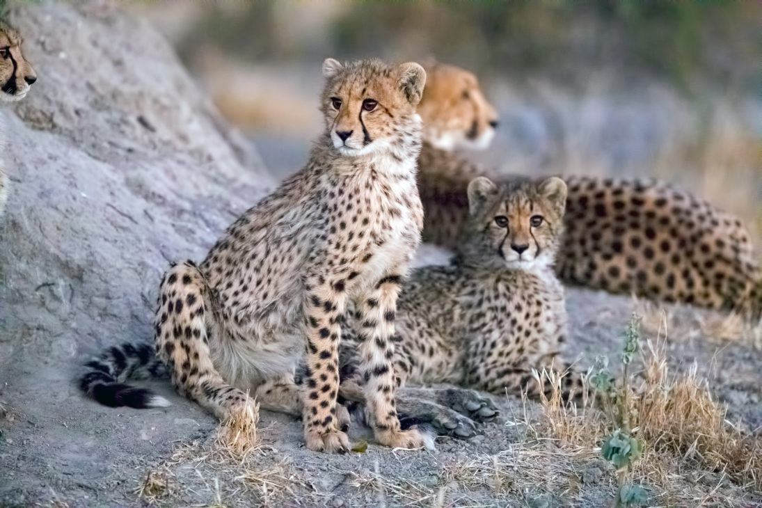 Susan McConnell three cheetahs
