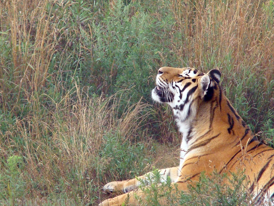 Tiger smelling- Eric Ash flipped