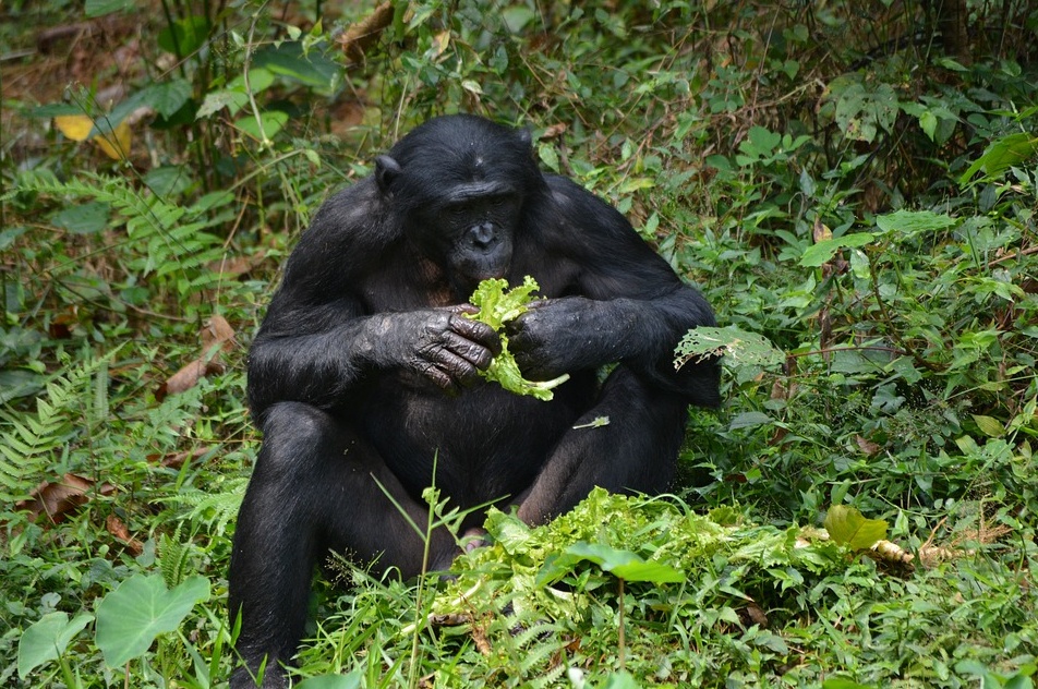 bonobo