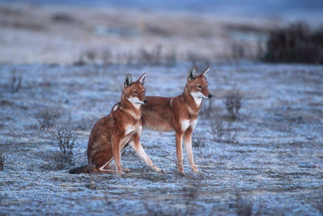 credit Martin Harvey_Ethiopian Wolf_AF_WOL_E_098