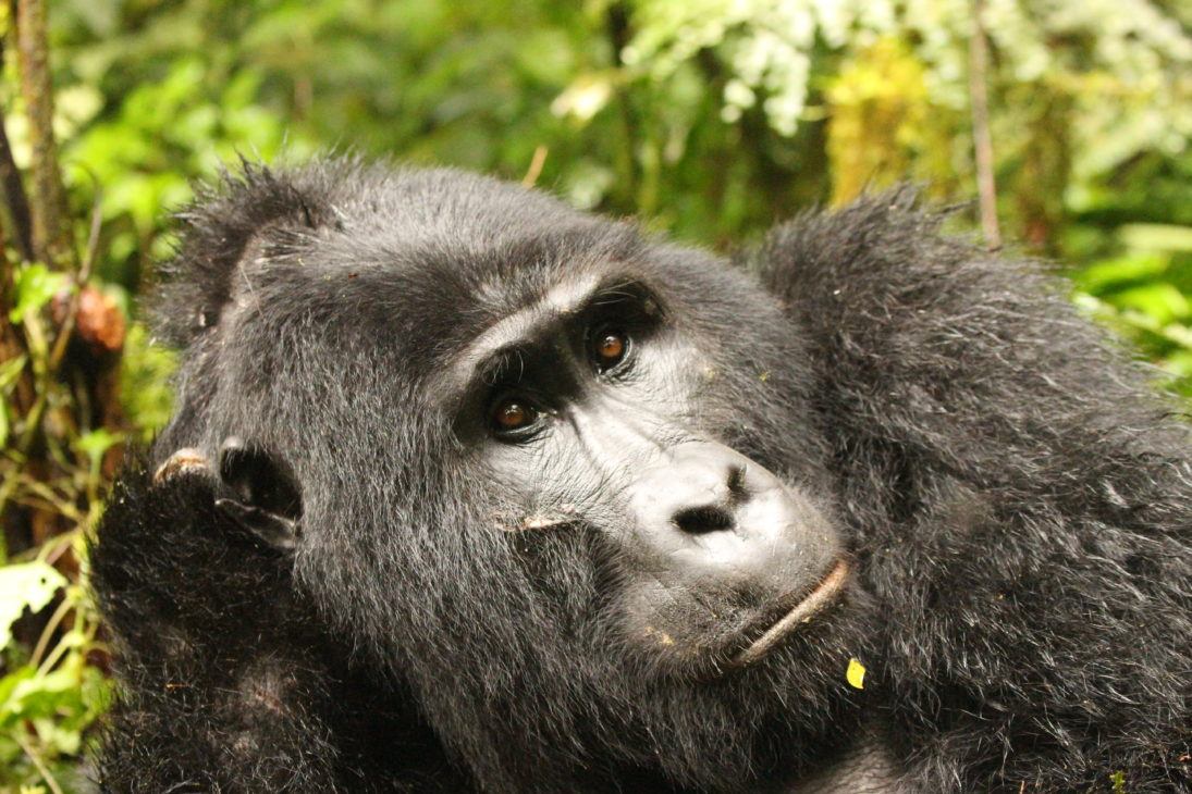 gorilla_Peter Lindsey