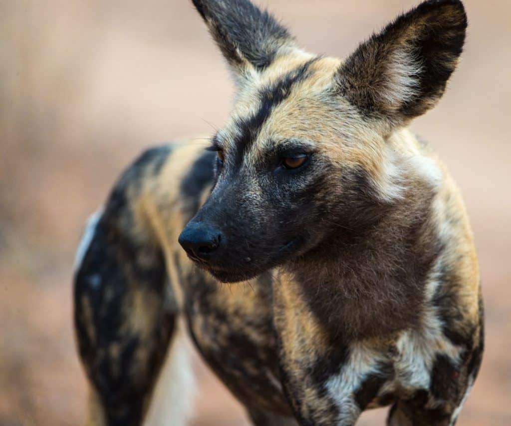 african-painted-dogs-wildlife-conservation-network