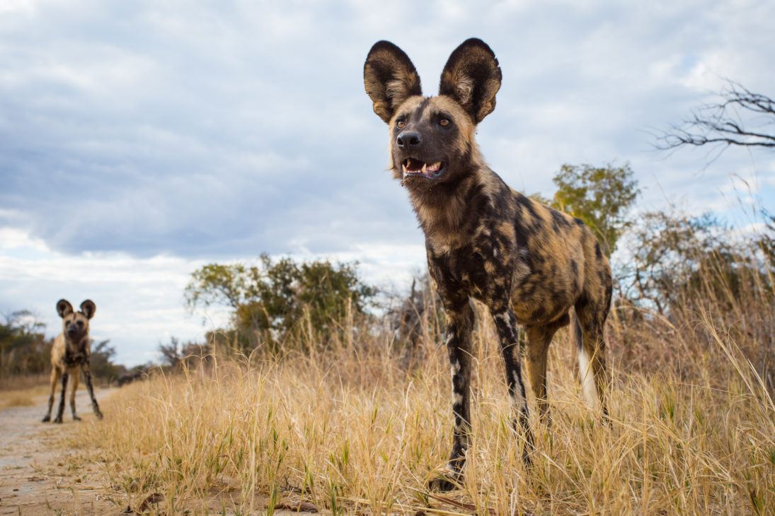 painted dog_Will Burrard
