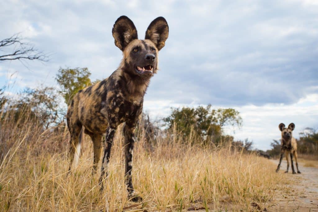 painted dog_Will Burrard