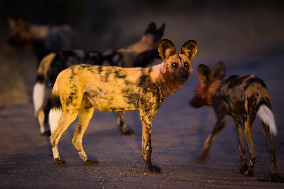 credit Will Burrard_painted dogs