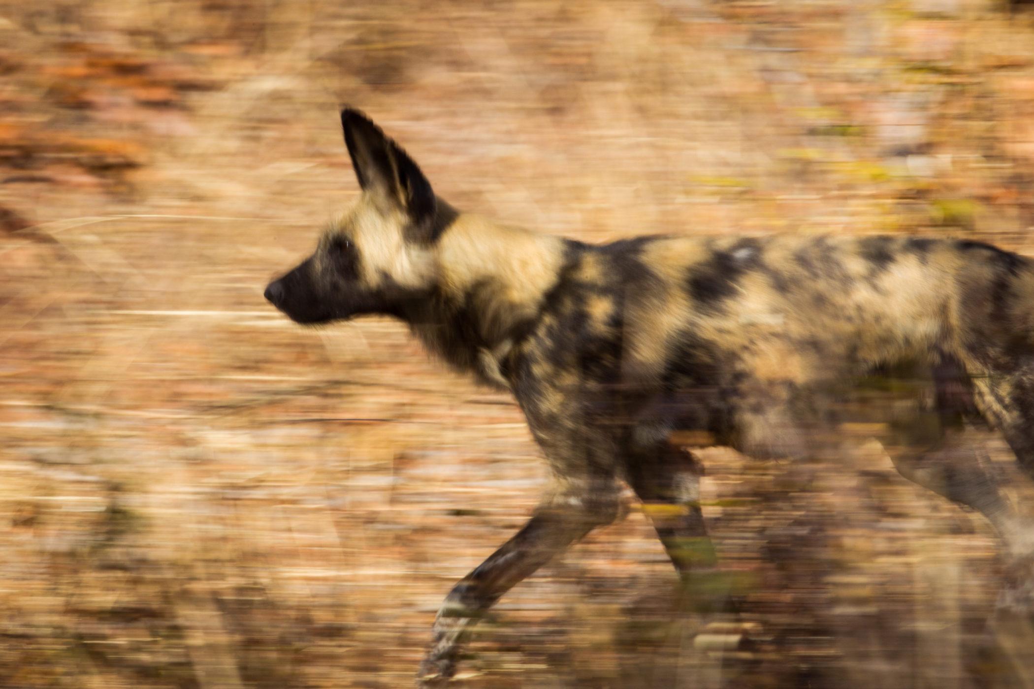 African Painted Dogs Wildlife Conservation Network cute-cool-pets-4u-african-painted-wild-dogs-review