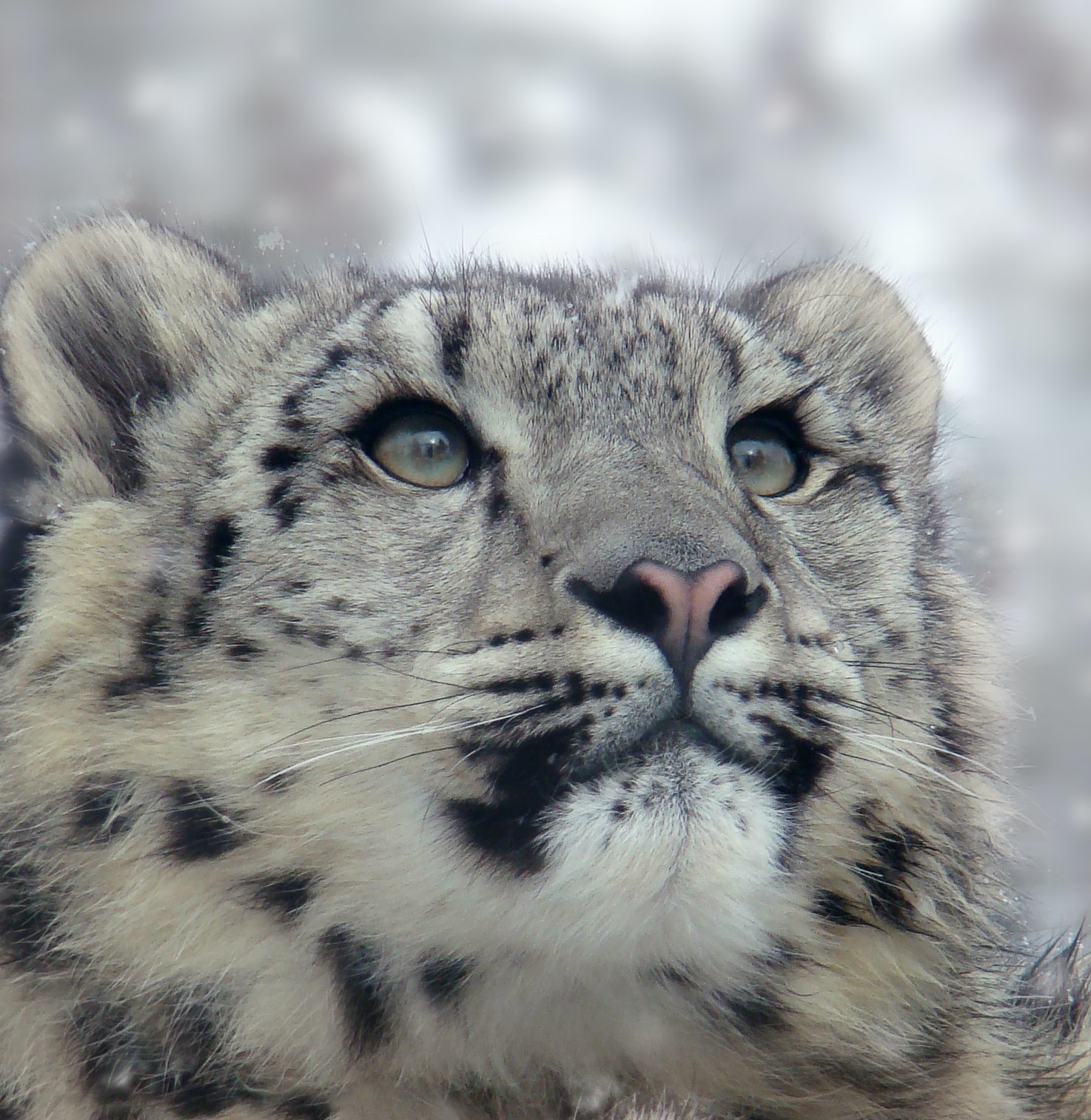Snow Leopard Conservancy–Wildlife Conservation Network