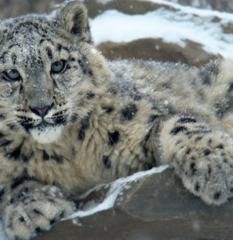 Reviving Spiritual Ties to Snow Leopards
