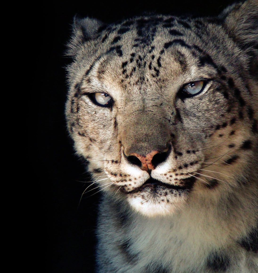 ©Eric Ash - snow leopard -Karma Portrait cropped