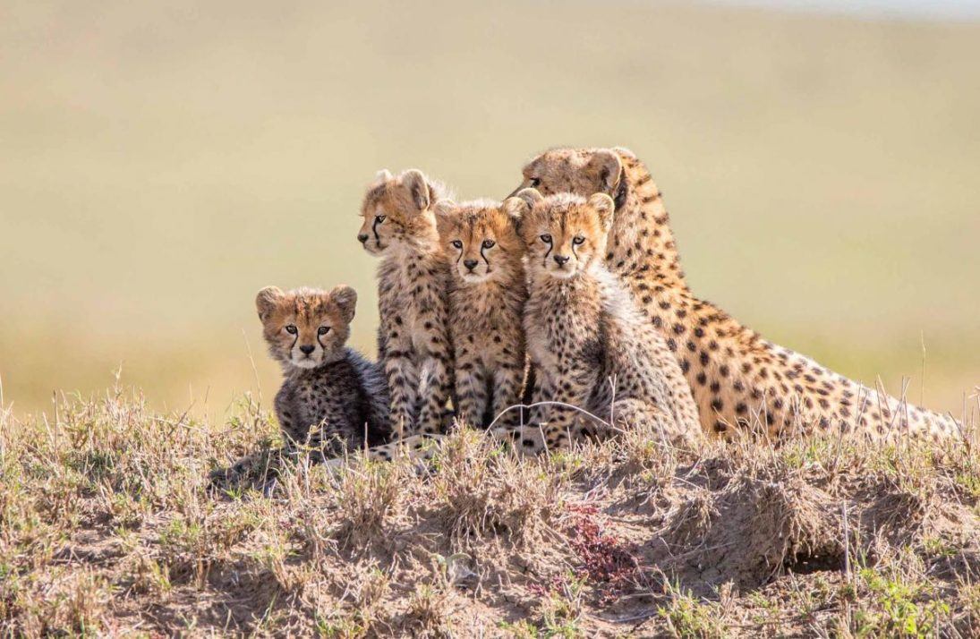 Cheetahs_photo_credit_Steve Mandel