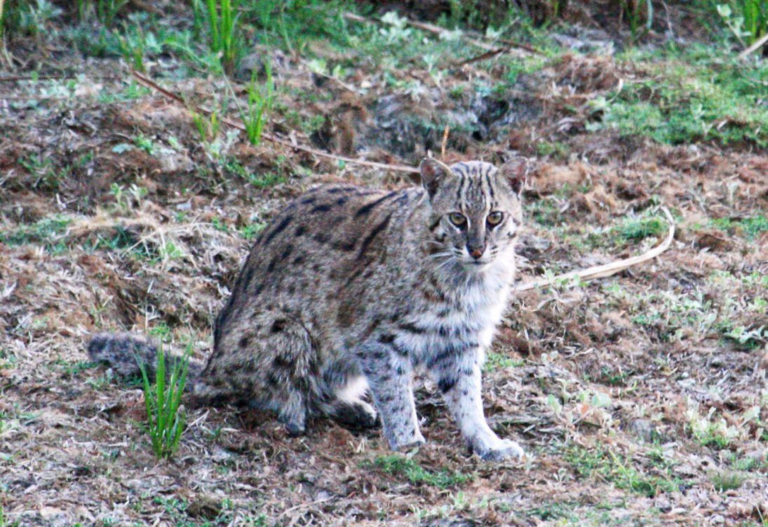 fishing cat_Tiasa Adhya_scholar