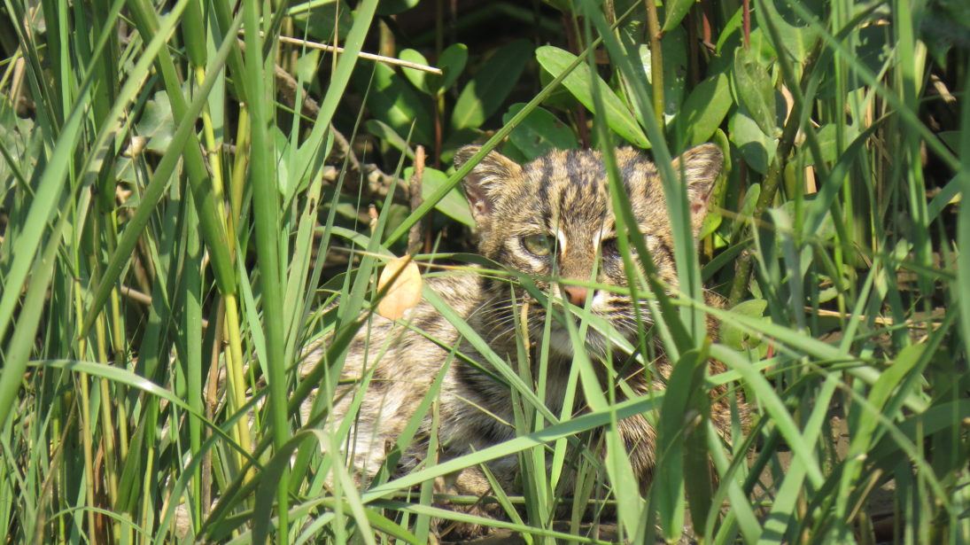 Fishing Cat by Giridhar Malla_flipped