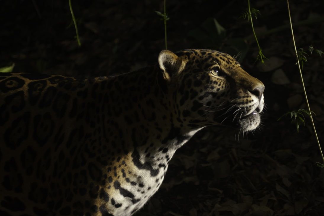 Jaguar_Lucero Maria del Carmen Vaca Leon_WCN_Scholar_2018