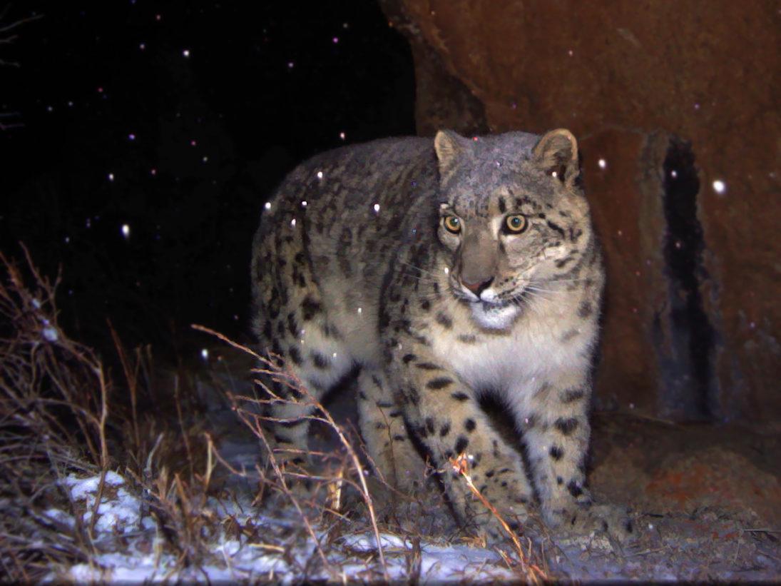 Snow leopard_photo_Nyanpo Yuzee Conservation Association
