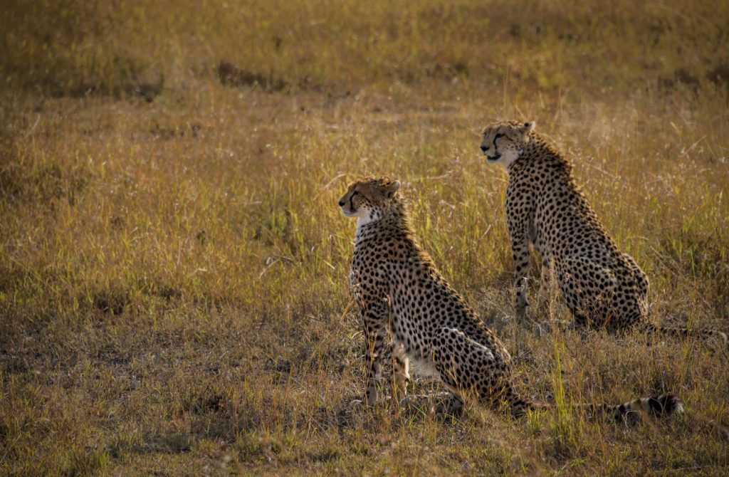 cheetahs_photo_Tom Stahl