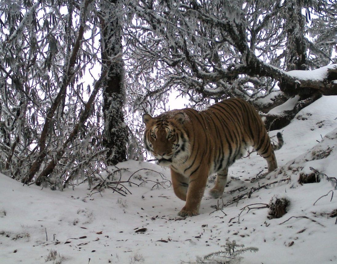 Tiger_The Ugyen Wangchuck Institute for Conservation and Environmental Research
