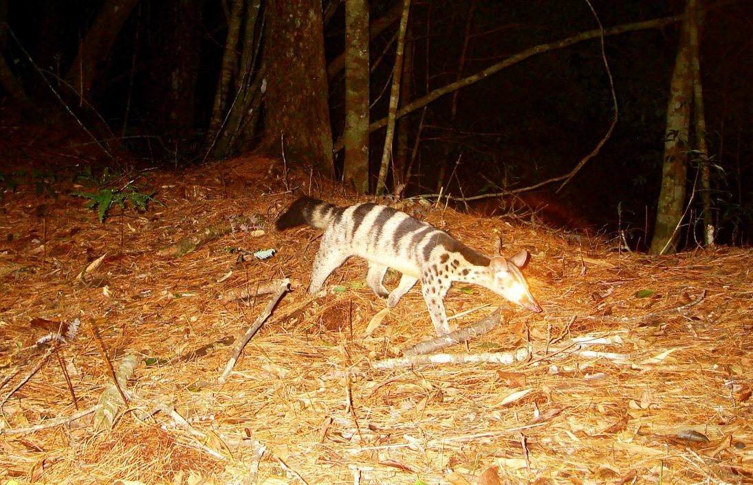 Owston's civet: Andrew Tilker