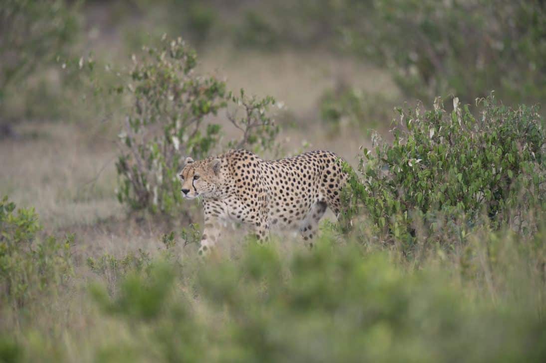 cheetah_Jon McCormack_DSC2365