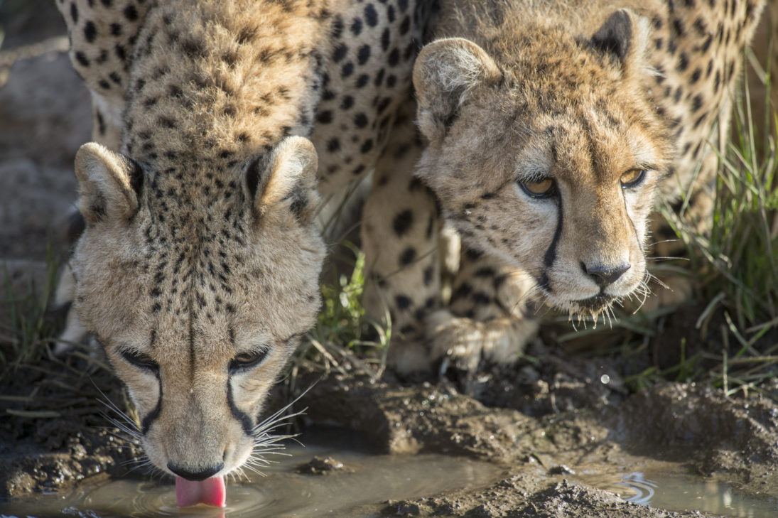 cheetahs_JonMcCormack_DSC3804