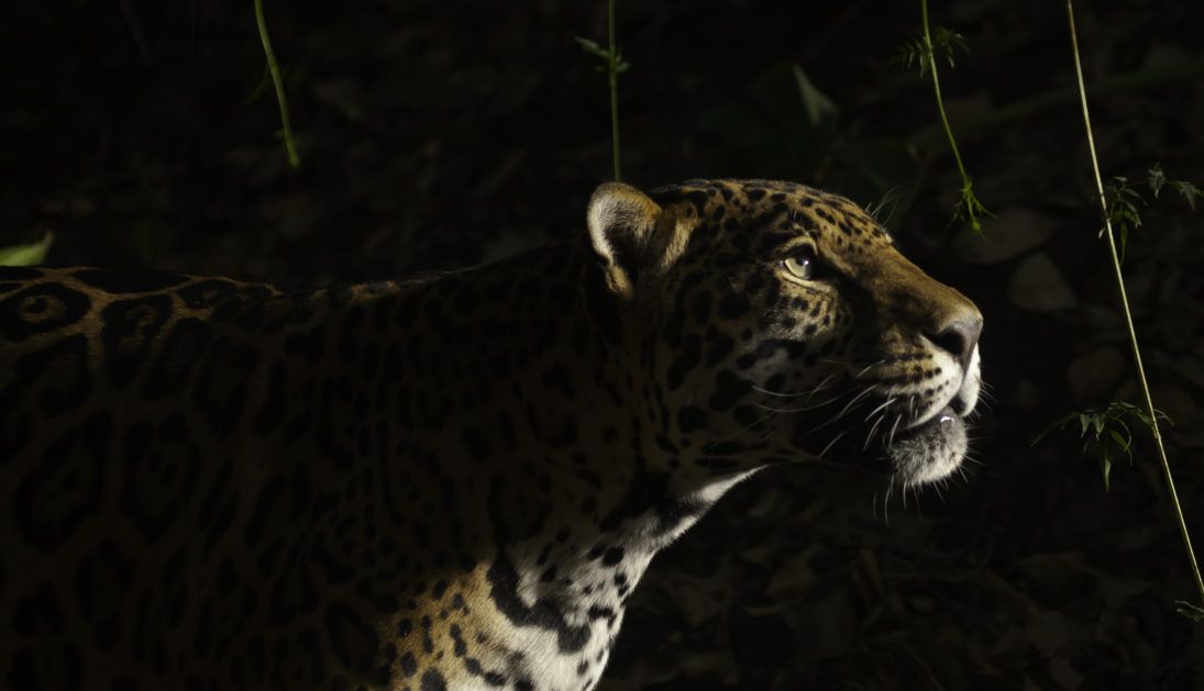 Jaguar_45