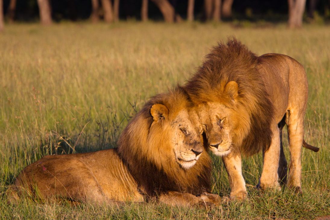 lions_photo_Jack Swenson