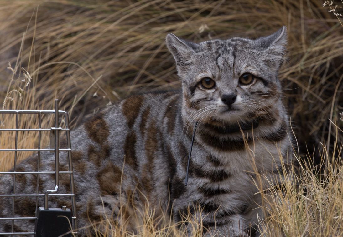 no watermark_andean cat_Jacobo free Juan Reppucci AGA