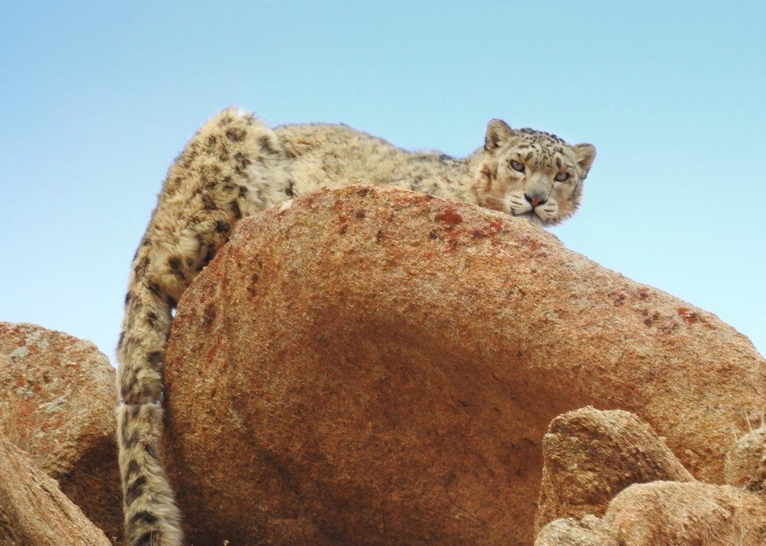 snow leopard_Saloni Bhatia_WCN_Scholar_2018