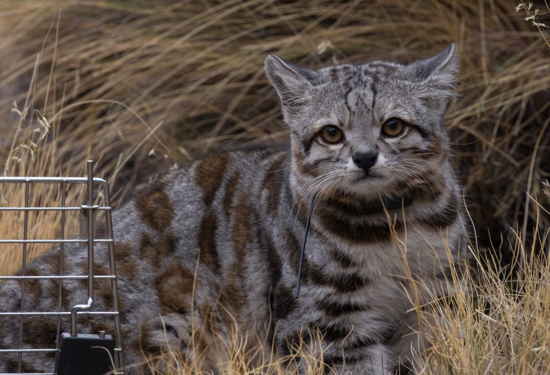 Andean Cat_cropped_Jacobo free Juan Reppucci AGA