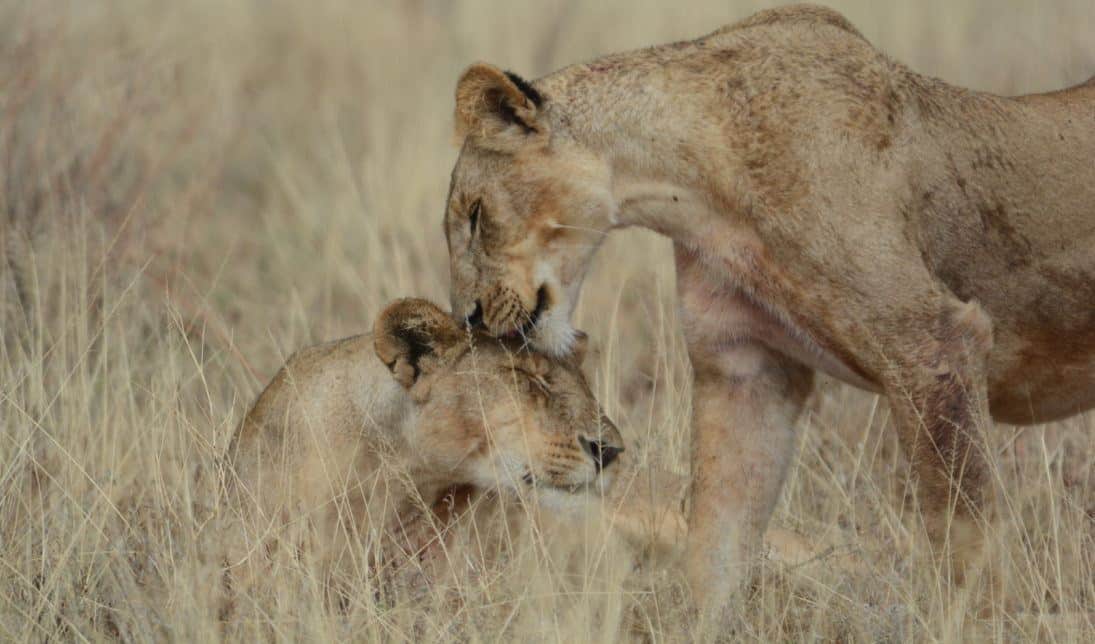 Ewaso Lions_2 lions_crop