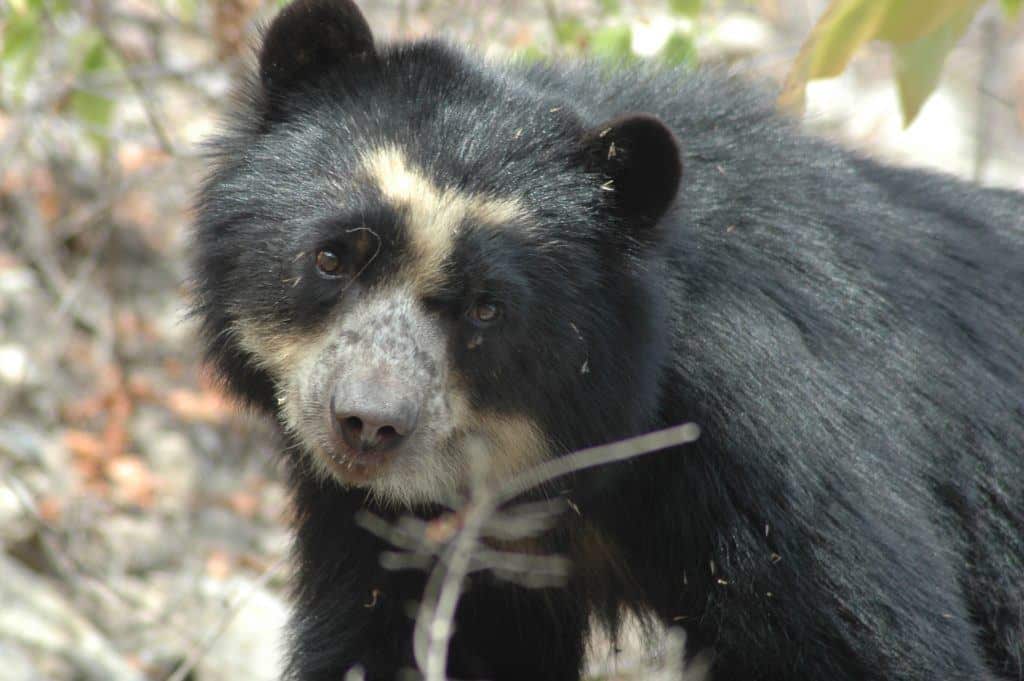 Photo Credit Spectacled Bear Conservation_Photo Sbcperu- Wild female spectacled bear (laura) - Dry Forest Peru