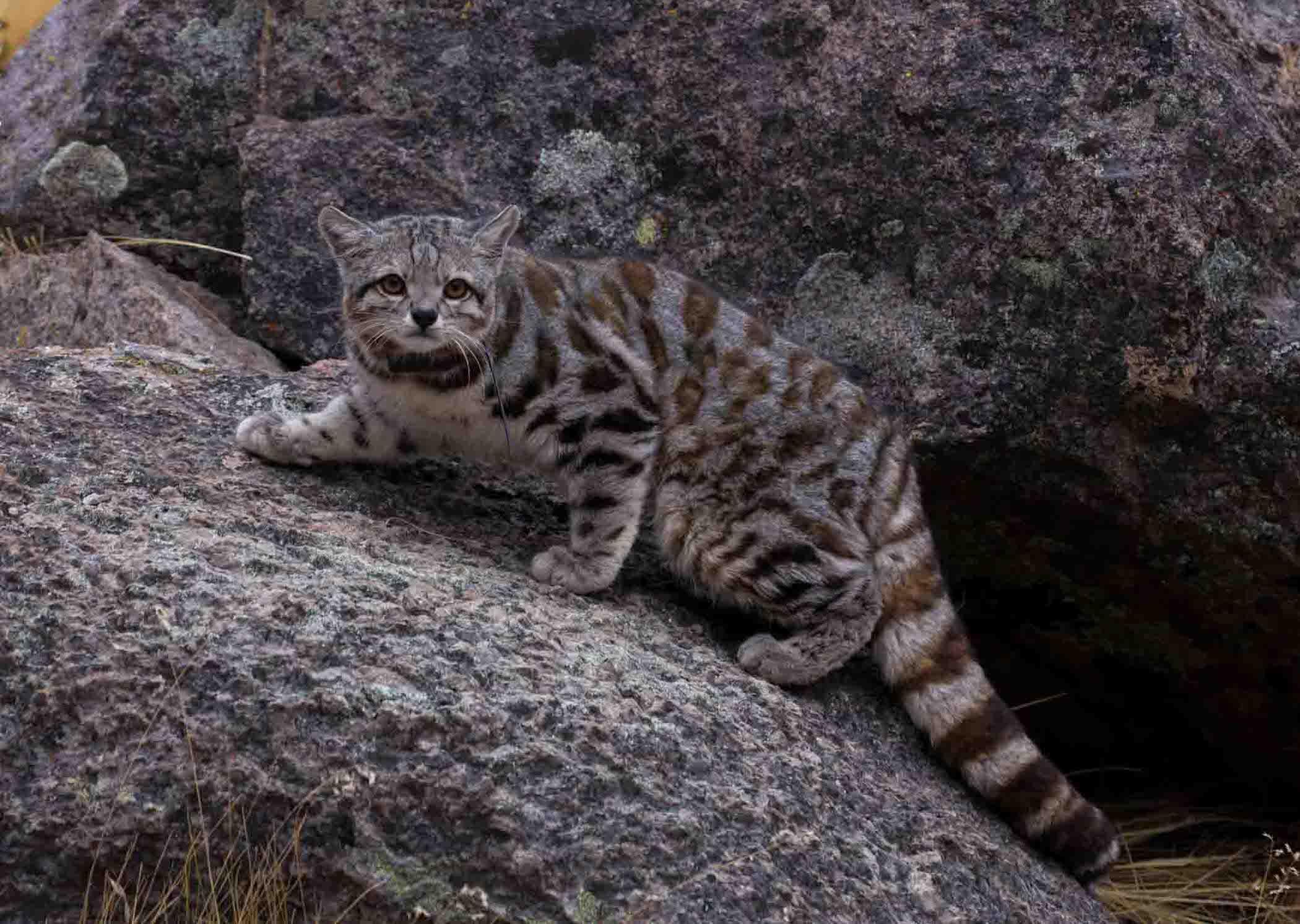 Learning About Andean Cats, a Cat You Don't See