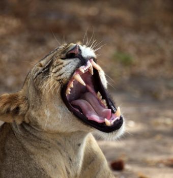 Lion Recovery Fund Marks One Year on World Lion Day