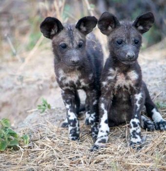 Moving Painted Dogs to Safety
