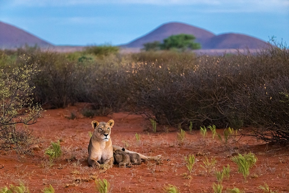 Lion cubs nursing