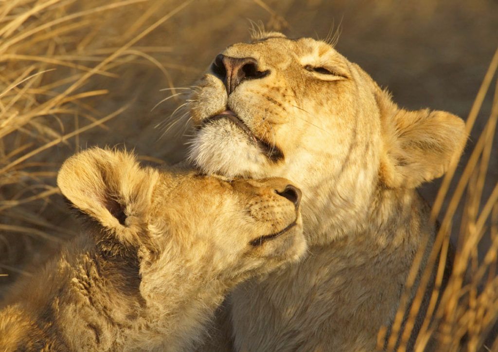 Steve Mandel_Lioness and cub_wildlife.jpg