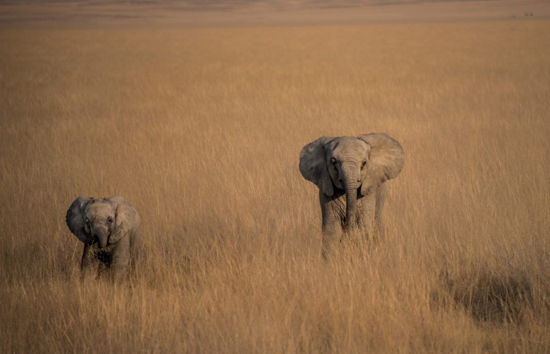 TomStahlWCNElephants-6