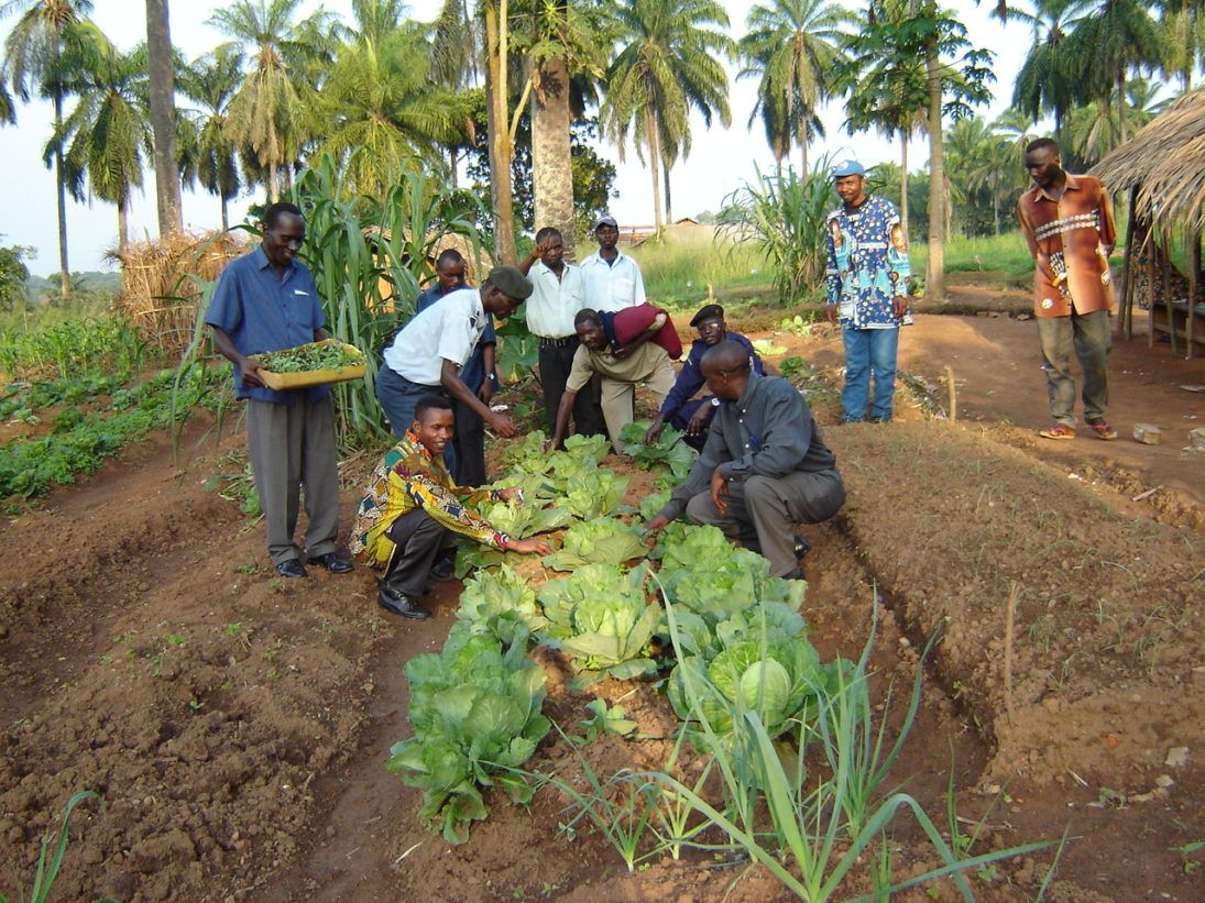 Agroforestry 136