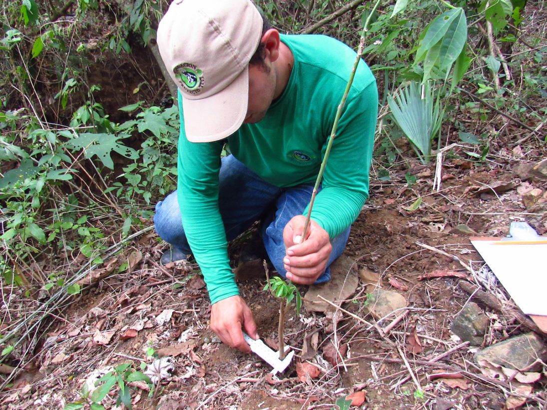 reforestation