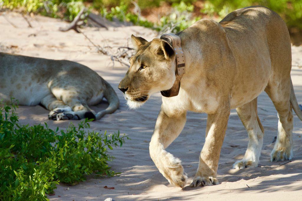 LRF’s Newest Initiatives to Save African Lions | Wildlife ...